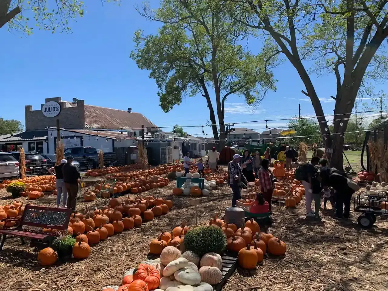 Outdoor pumpkin patch with rows of pumpkins, people browsing, and trees under a blue sky