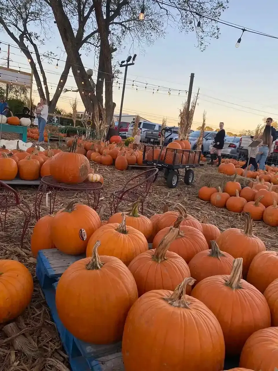 Pumpkins piled at a pumpkin patch at sunset, with trees and string lights in the background