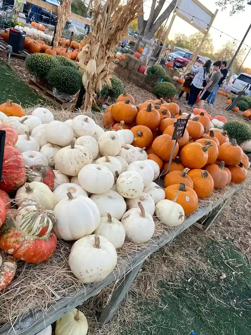 Pumpkins and gourds displayed on a farm market table, with orange and white varieties stacked outdoors