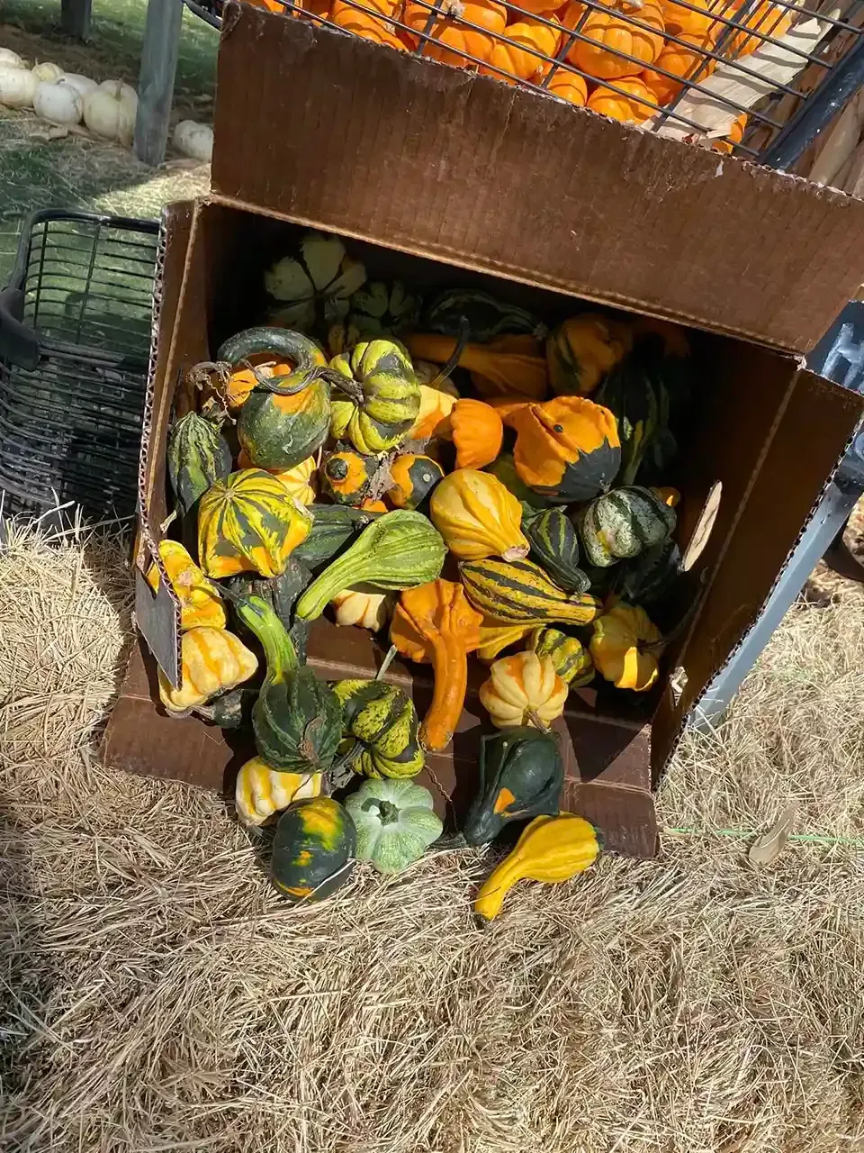 Pile of green and orange gourds spilling from a rusty metal bin onto dry grass
