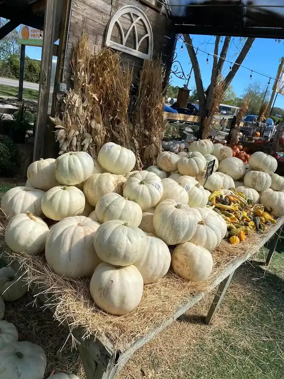 White pumpkins stacked on a rustic display at an outdoor farm market