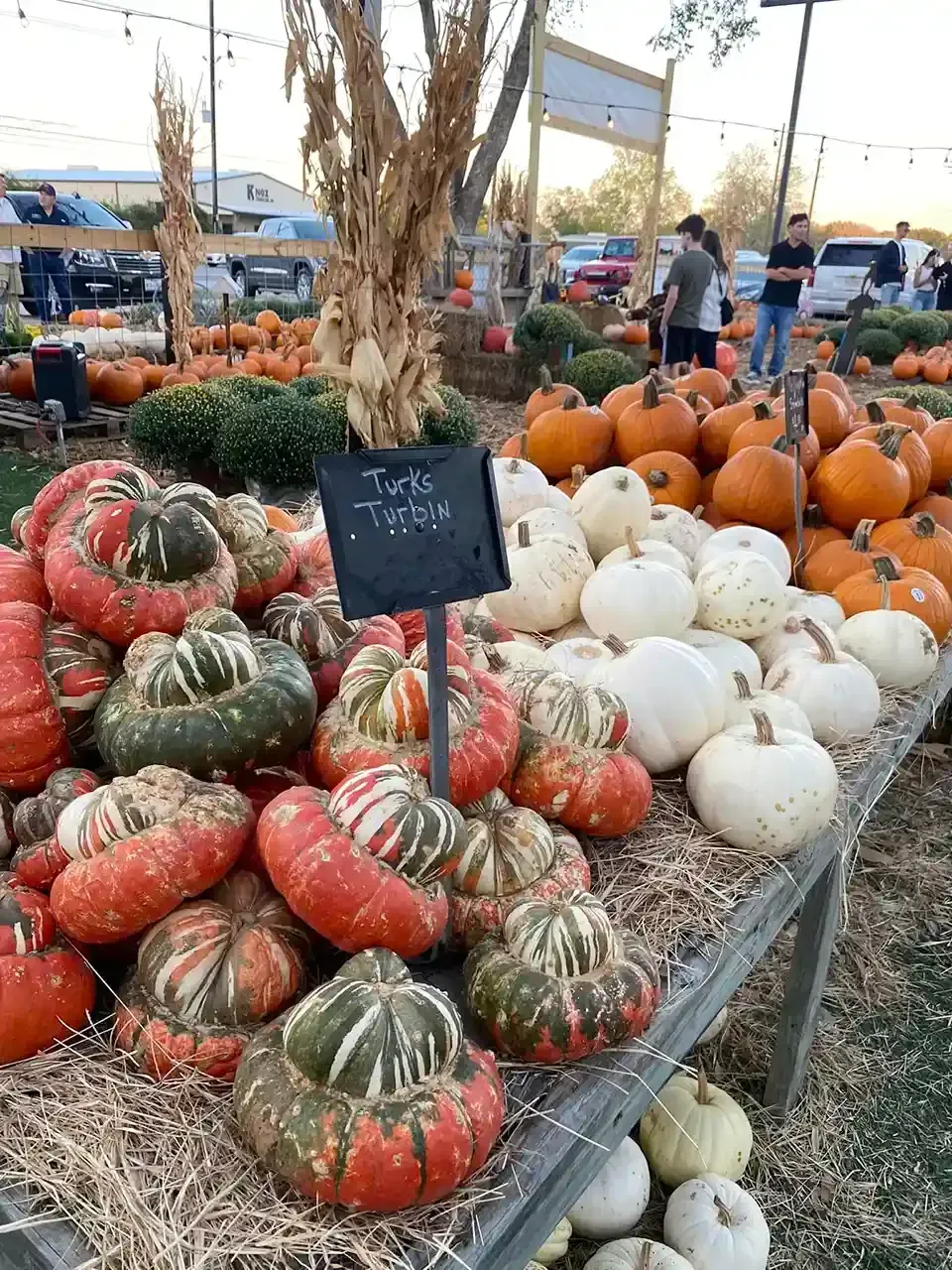 Pumpkins and gourds on a market table, with white-and-green-striped varieties and a small sign.