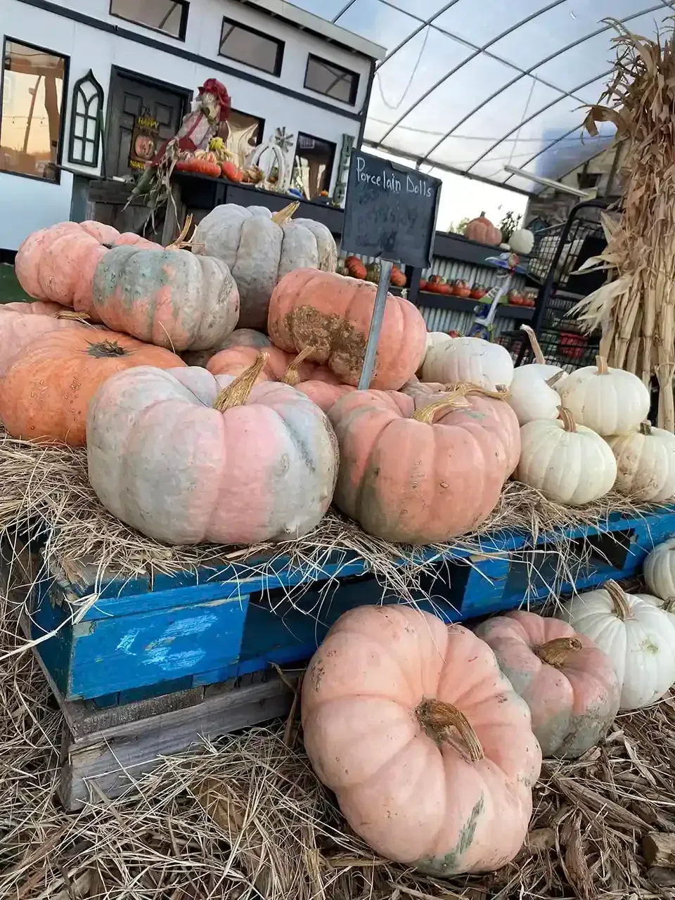 Large, pale orange-and-white pumpkins stacked on a blue cart in a greenhouse or at a farm stand.