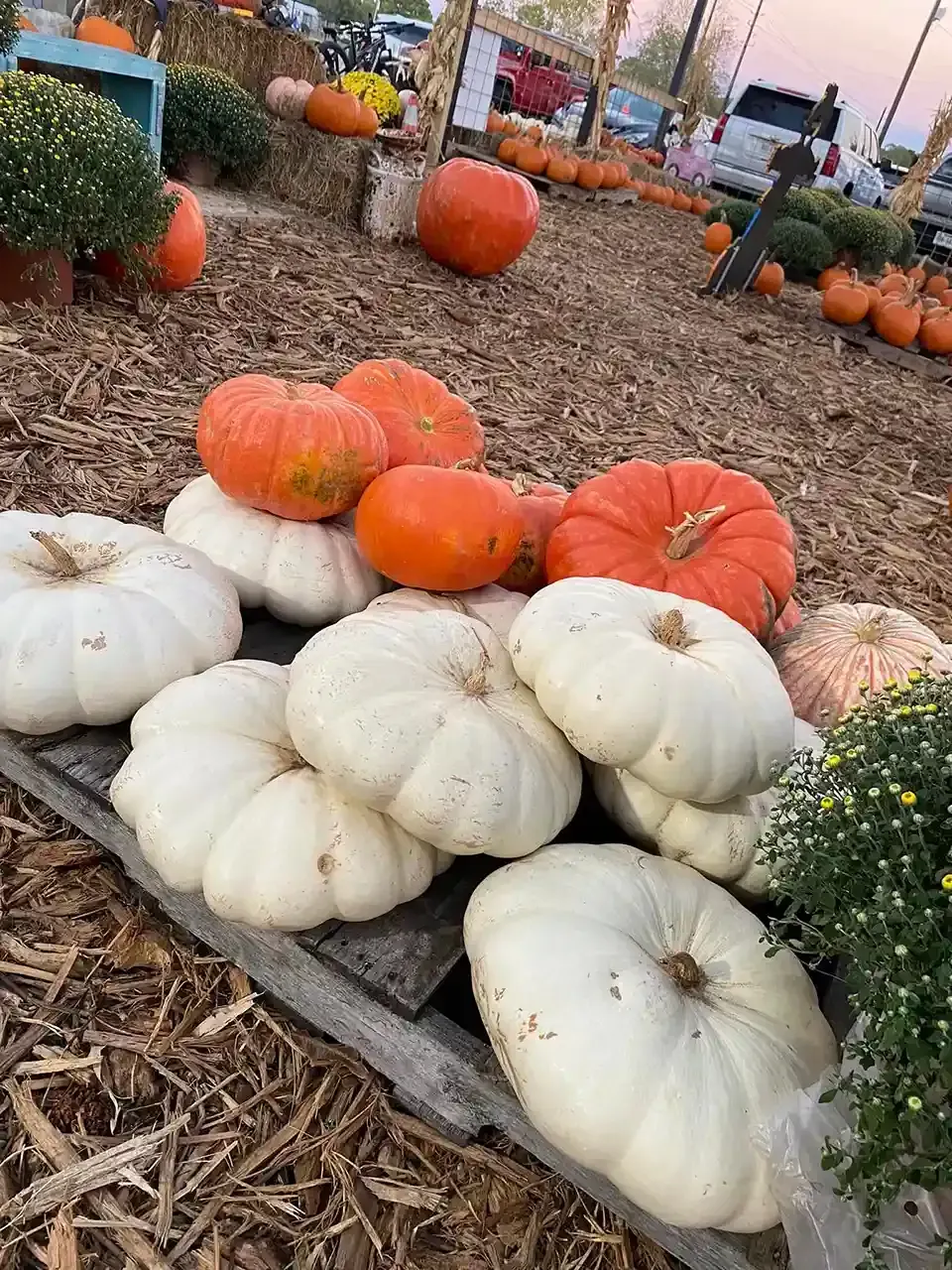 Orange and white pumpkins displayed on mulch at a fall market stand