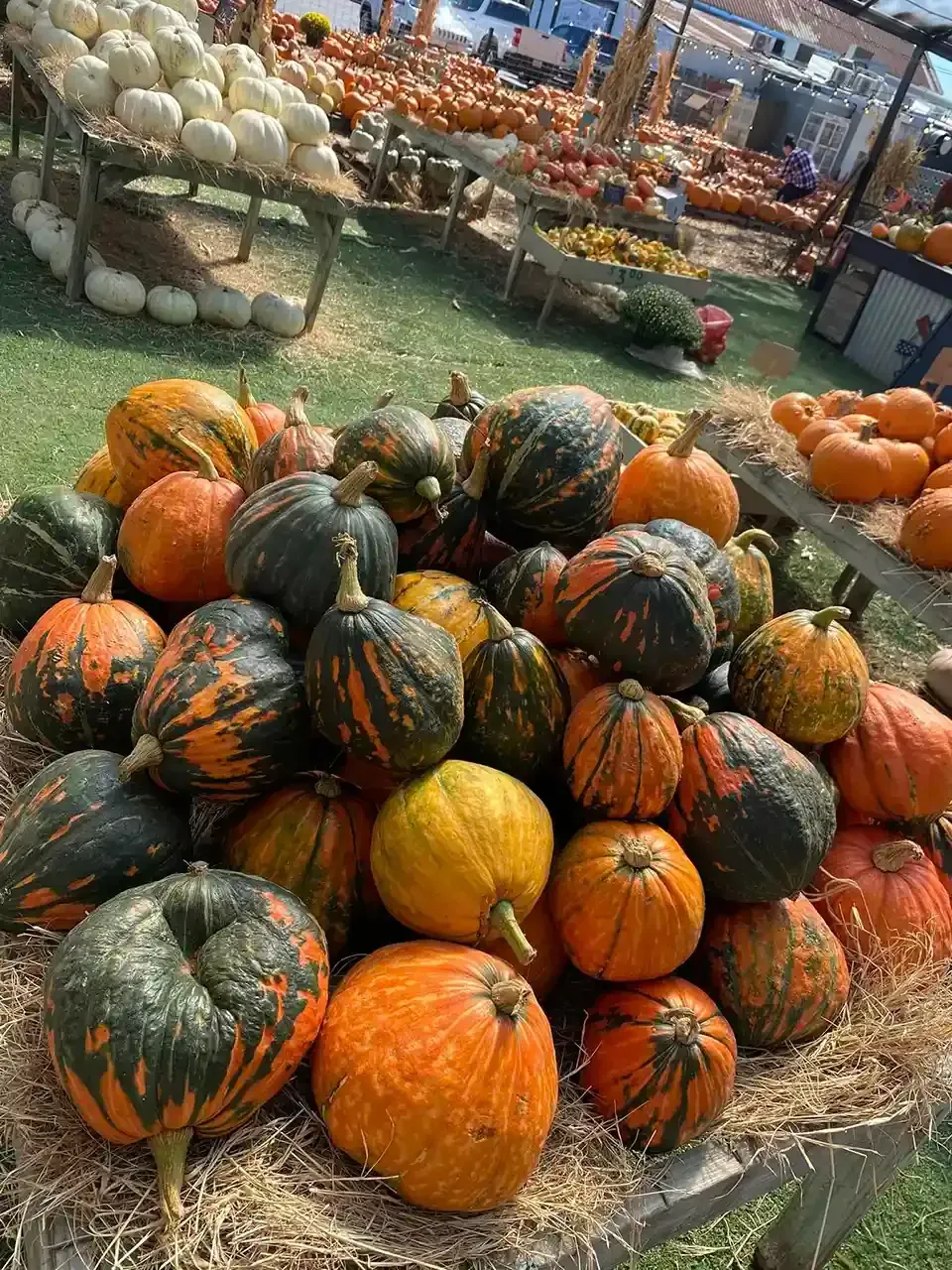 Pumpkins and gourds piled on hay at an outdoor market, in orange, green, and striped varieties