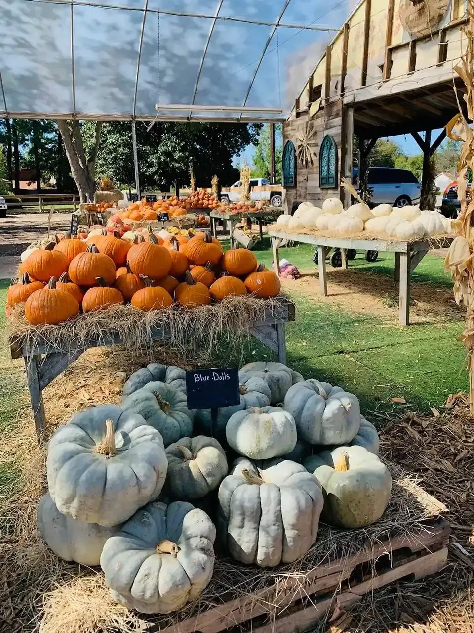 Pumpkins and gourds stacked on hay bales at an outdoor farm stand under a canopy