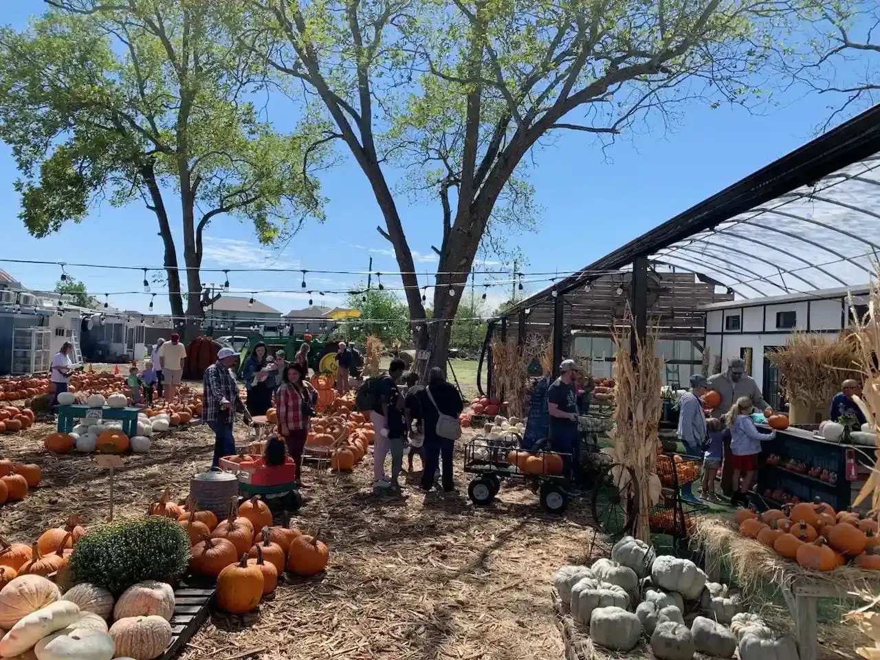 Outdoor pumpkin market with shoppers, orange gourds, and tables under trees on a sunny day