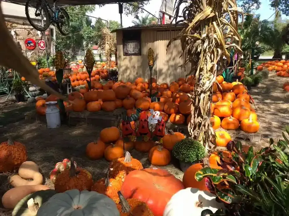 Pumpkin patch with many orange pumpkins and gourds under a rustic shelter