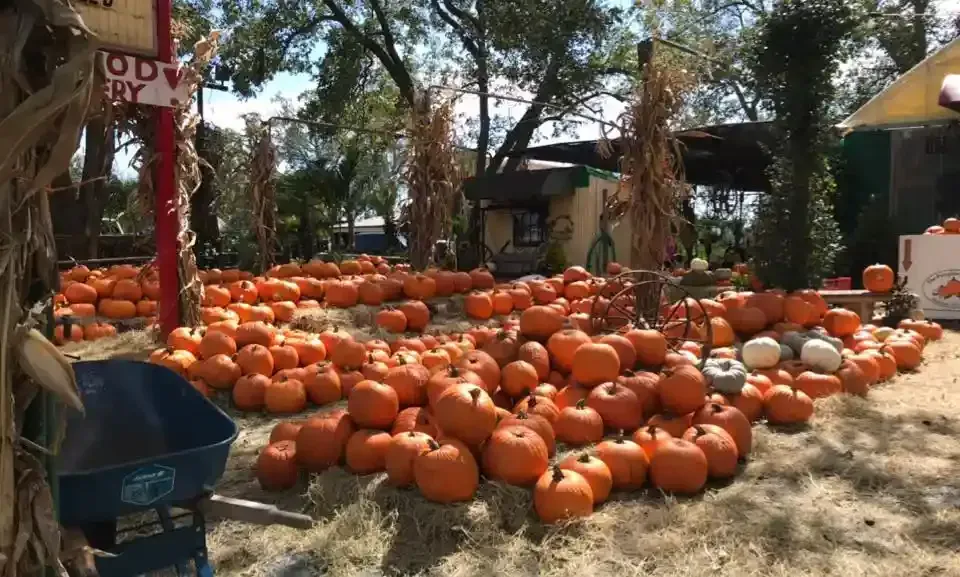Orange pumpkins are piled outdoors under trees at a market or farm stand, with a blue wheelbarrow nearby.