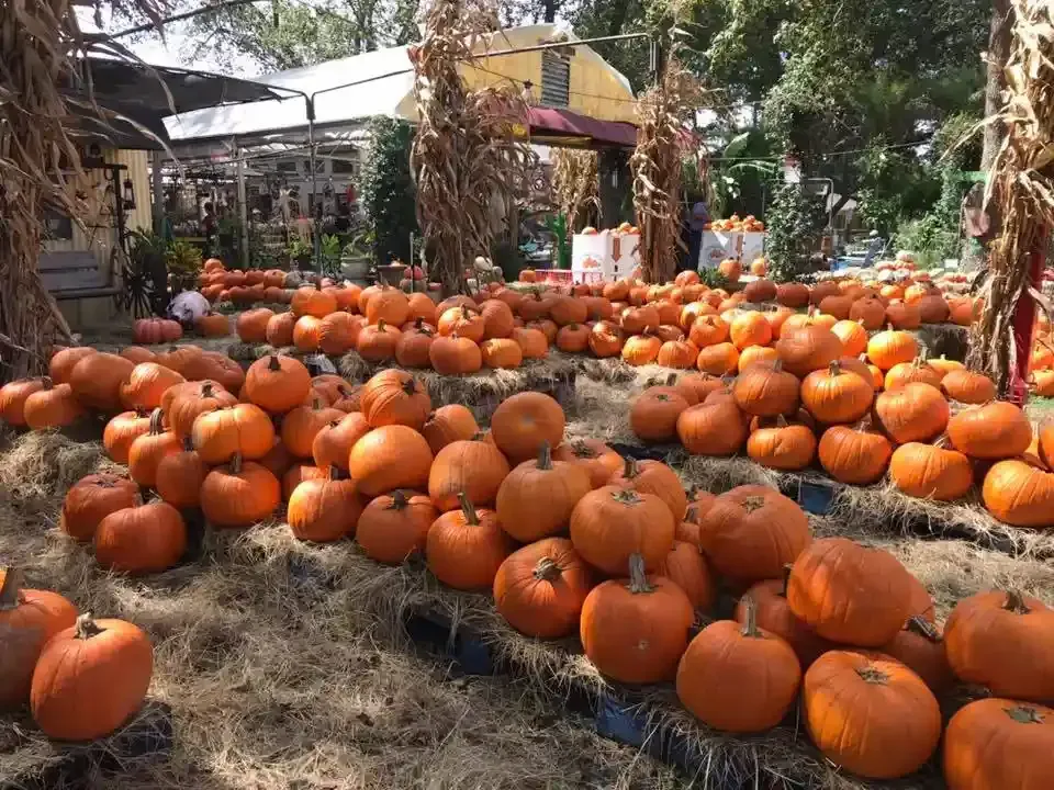 Pumpkins are piled across a farm market under shade trees and canopies in autumn