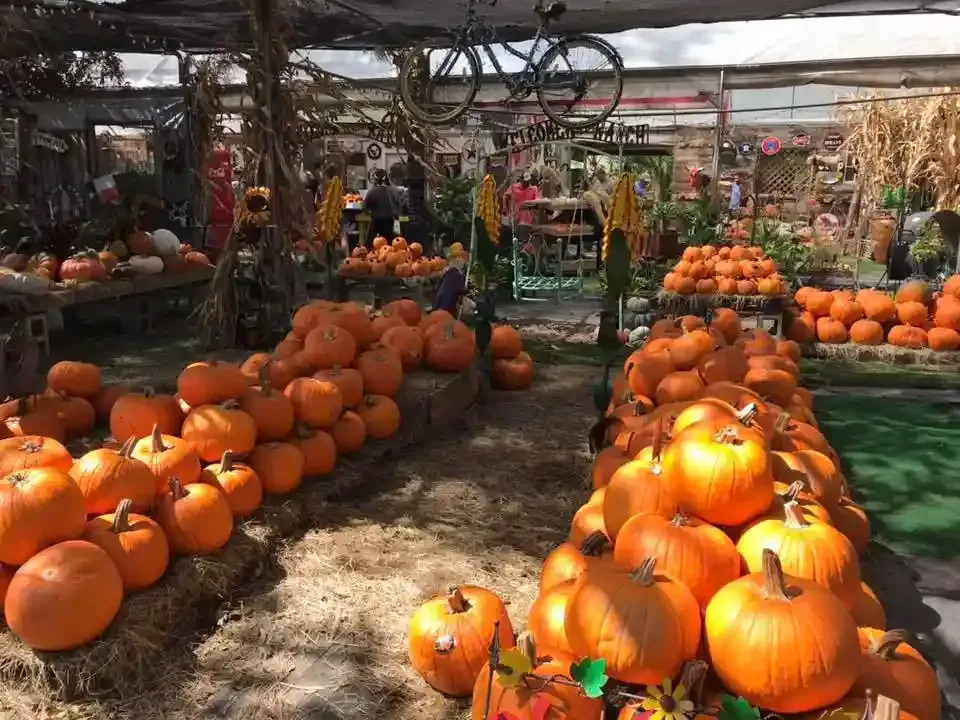 Pumpkin stand with many orange pumpkins and gourds in a sunny outdoor market under a canopy