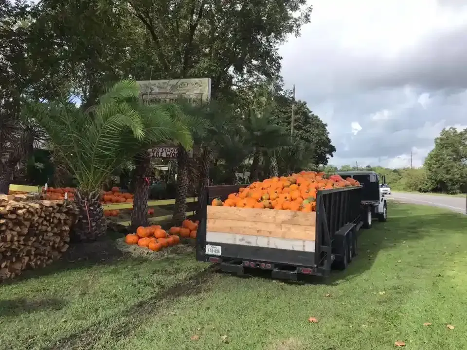 Trailer loaded with pumpkins at a roadside stand, with stacked gourds and trees in the background