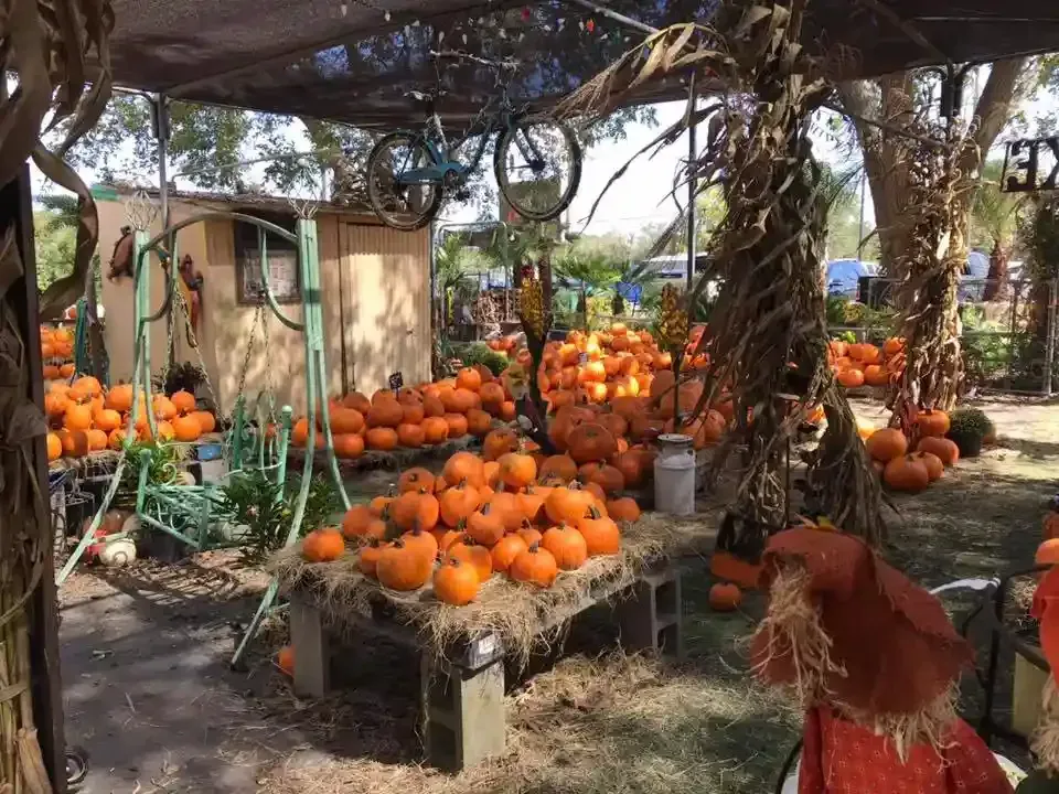 Pumpkin patch with stacked orange pumpkins under a vine-covered canopy and a small shed nearby