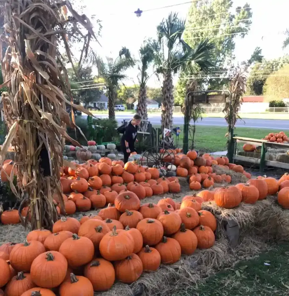 Pumpkin patch with rows of orange pumpkins and a person standing among them outdoors