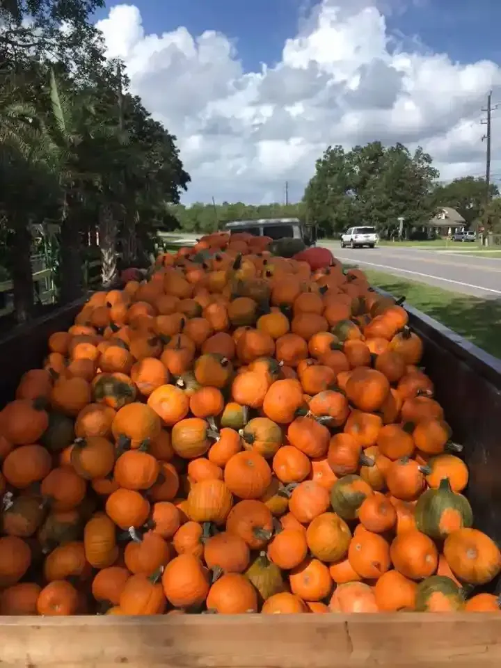 Truck bed piled high with orange pumpkins beside a roadside under a cloudy sky