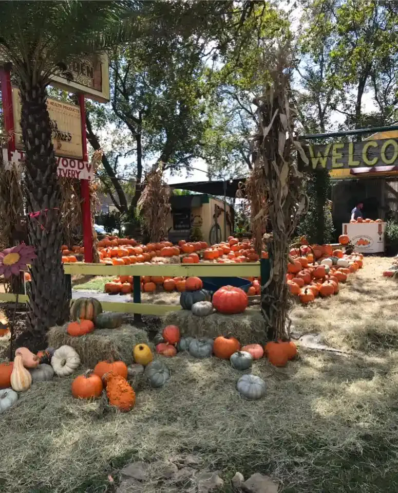 Pumpkins are scattered on grass under trees near a welcome sign at an outdoor autumn display