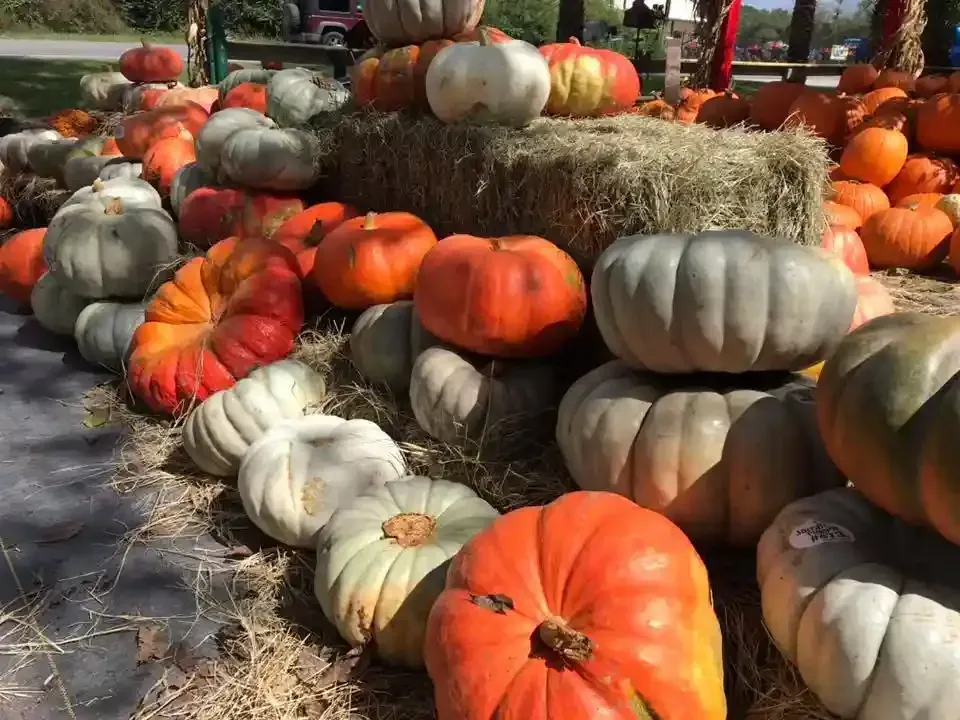 Pumpkins and gourds are piled on hay bales at an outdoor fall market display
