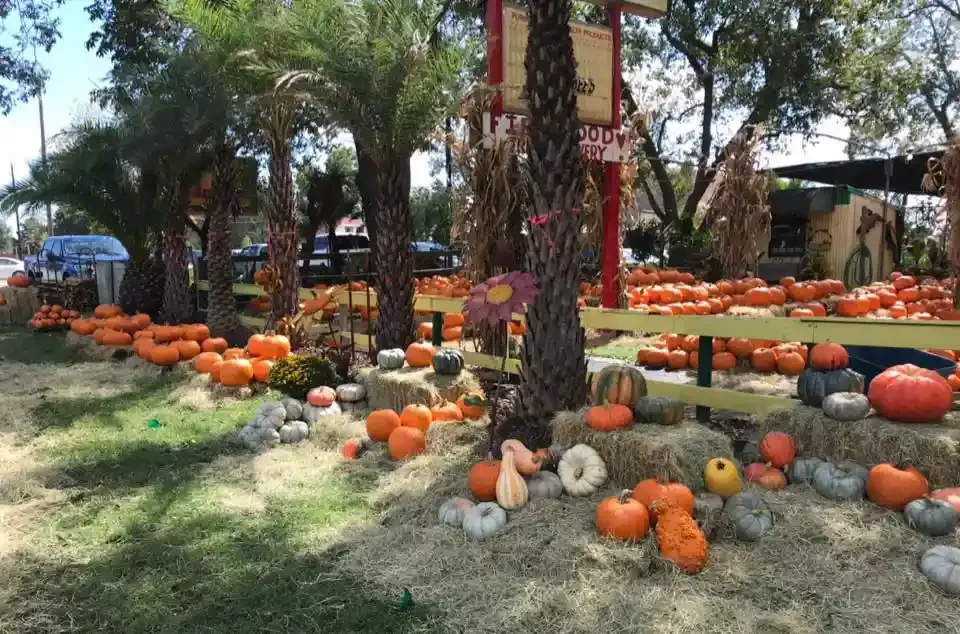 Pumpkins and gourds are scattered under trees at a fall outdoor market display