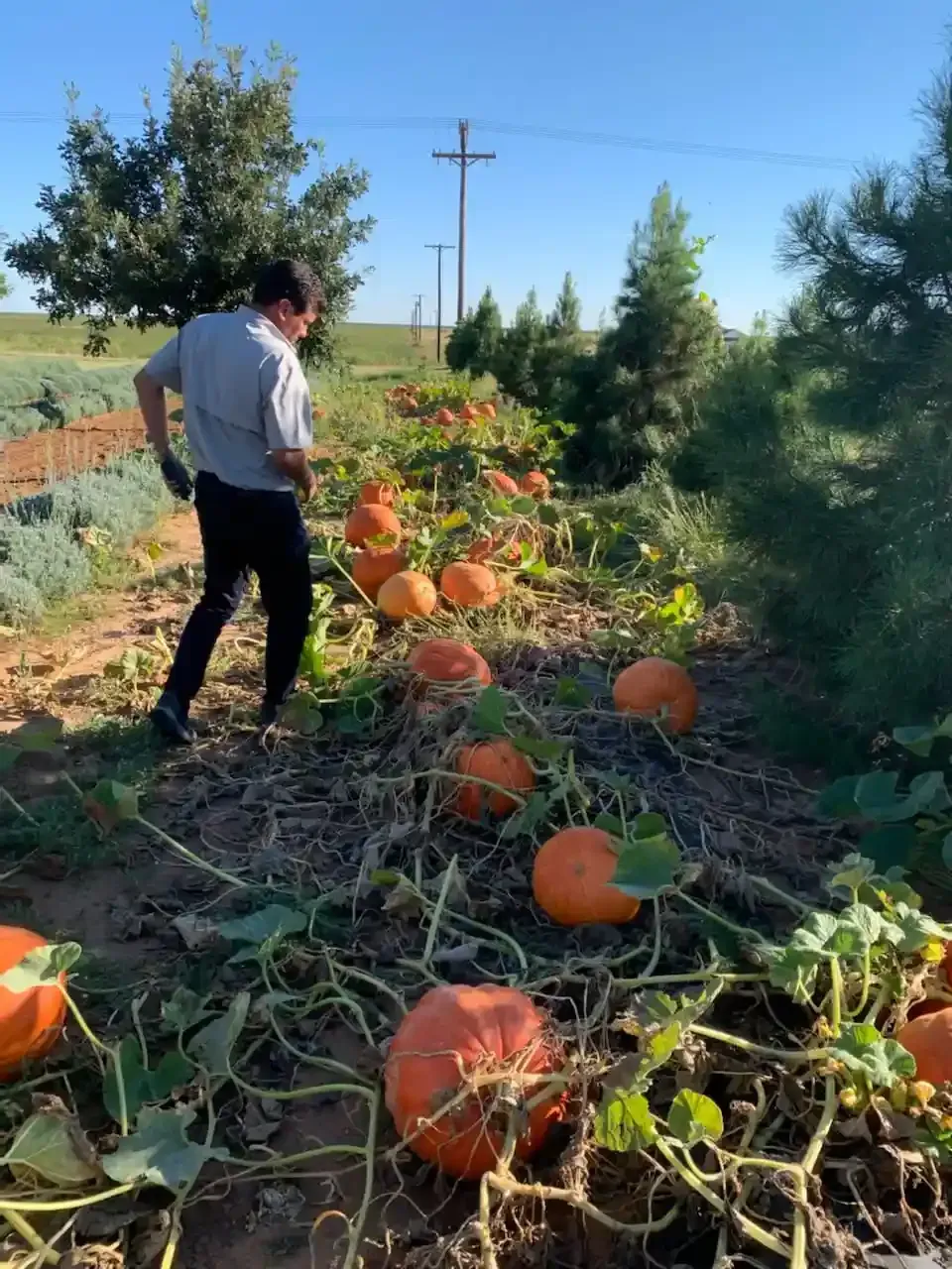 Person standing in a pumpkin patch with large orange pumpkins under a clear blue sky