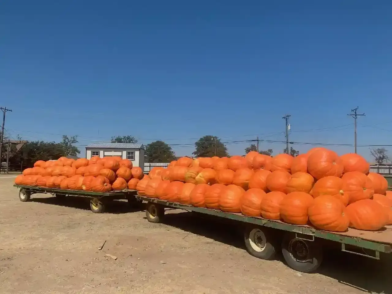 Trailers loaded with large orange pumpkins in a field under a clear blue sky