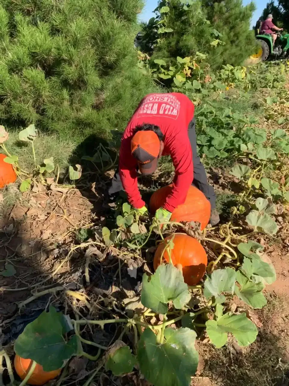 A person harvesting pumpkins in a garden, bending over among orange pumpkins and green vines.