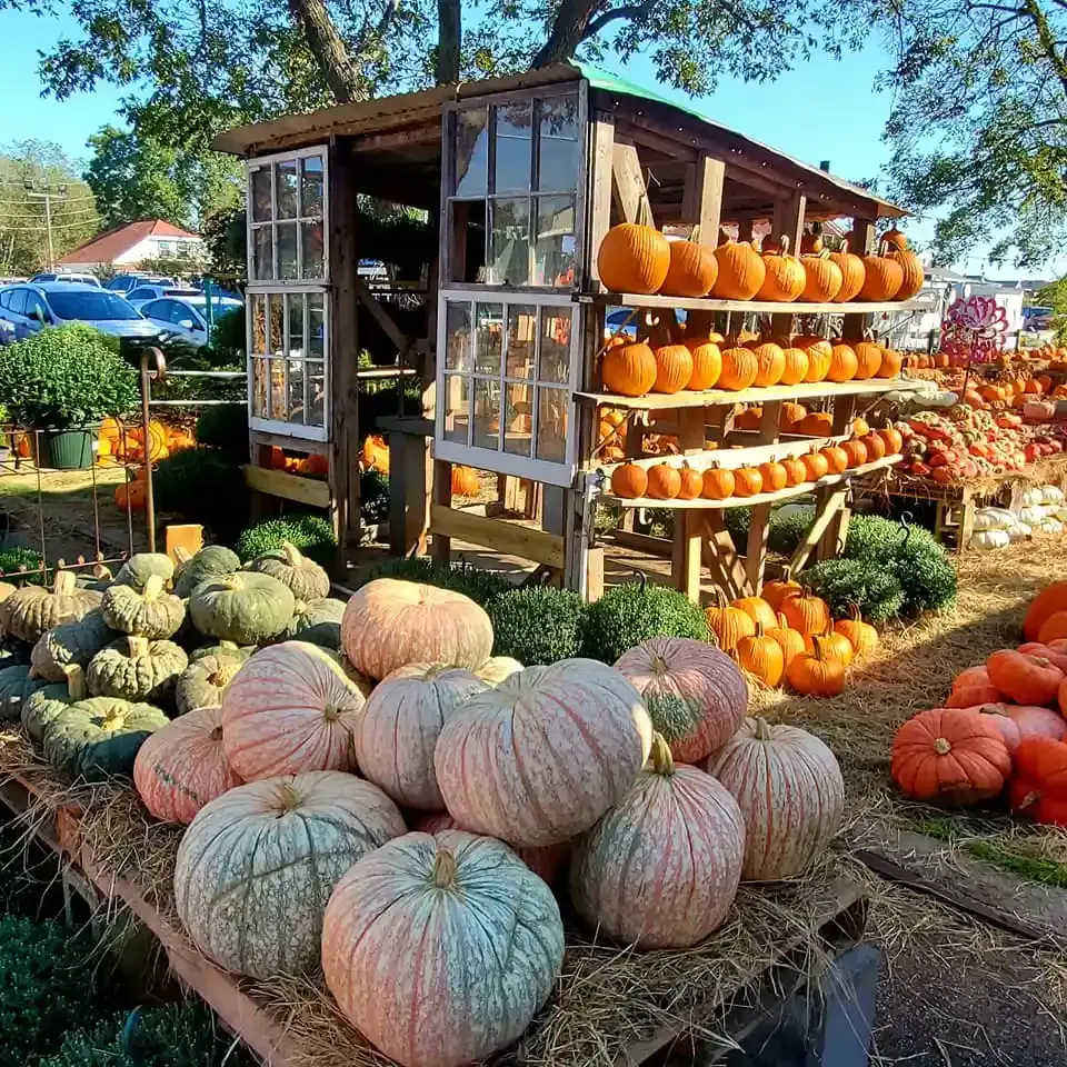 Pumpkins and gourds are displayed at a roadside farm stand on a sunny day