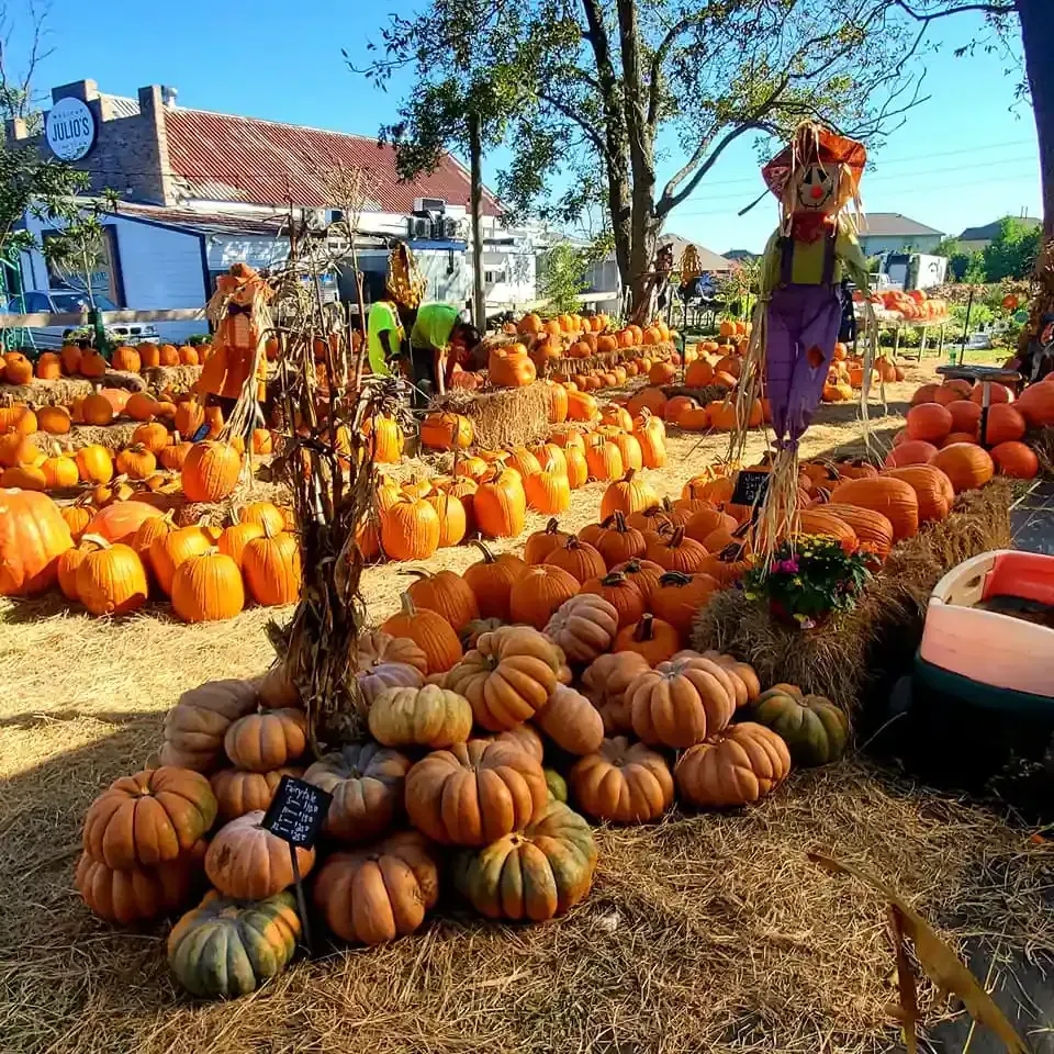 Pumpkin patch with many orange pumpkins, hay bales, and a scarecrow on a sunny fall day