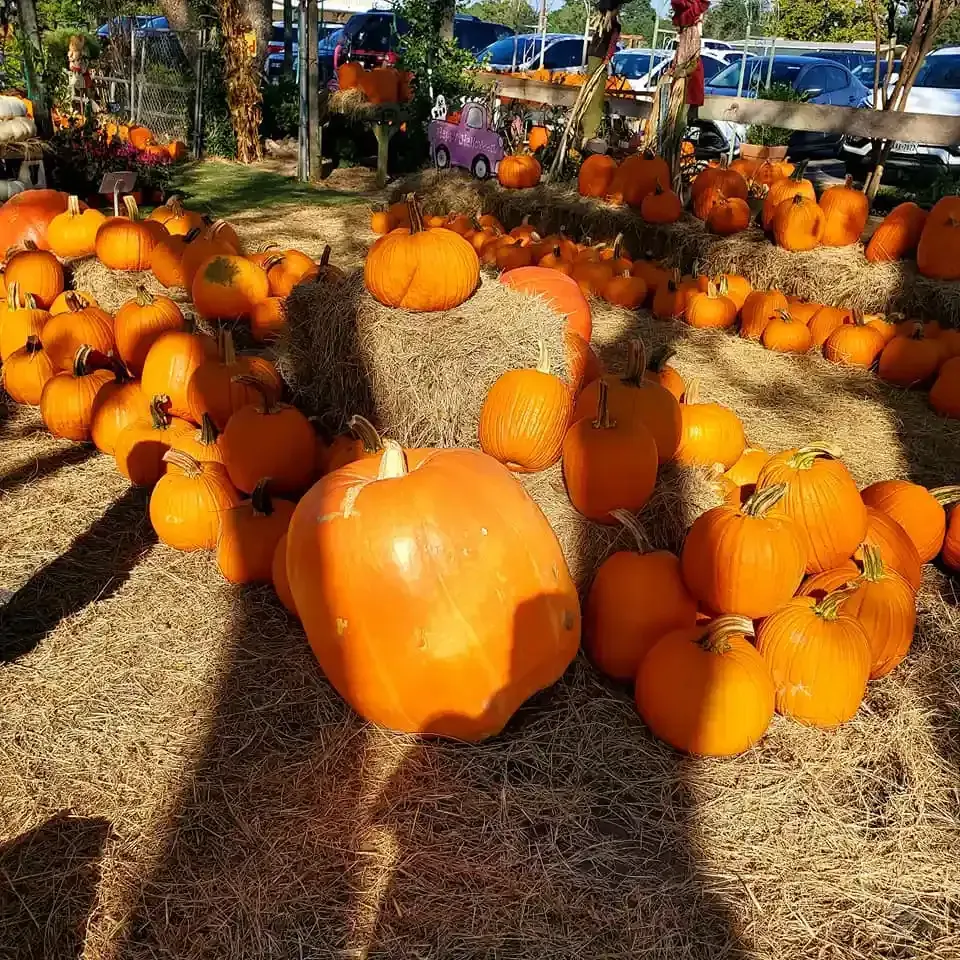 Pumpkins are arranged on hay bales at an outdoor fall market under bright sunlight