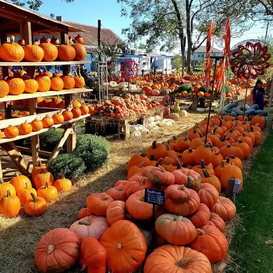 Pumpkin patch display with rows of orange pumpkins at an outdoor fall market