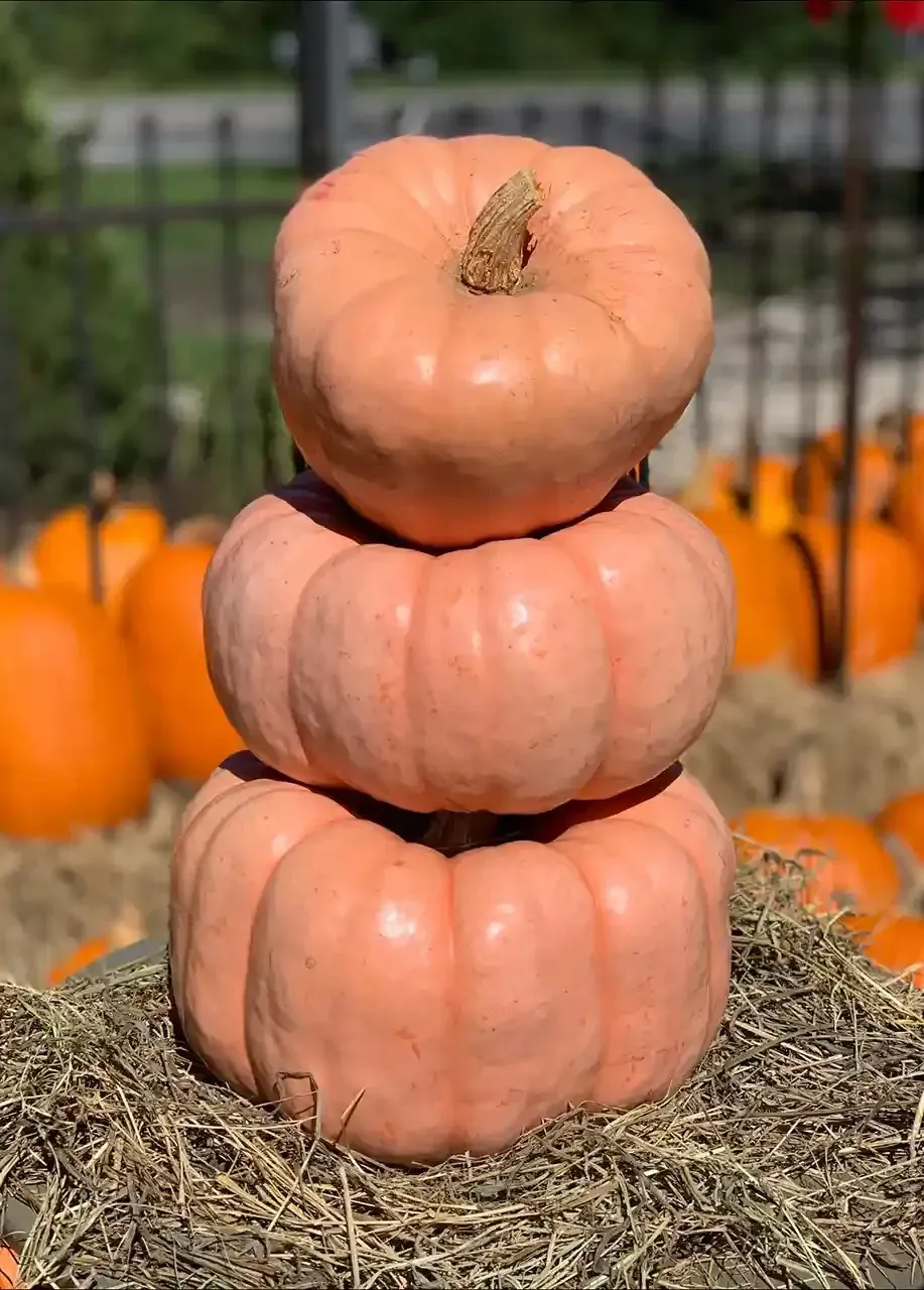 Three stacked pale orange pumpkins on hay with orange pumpkins in the background.