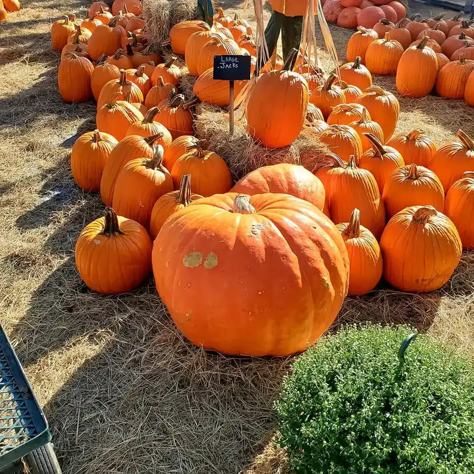 Pumpkins are piled on hay at an outdoor pumpkin patch on a sunny day