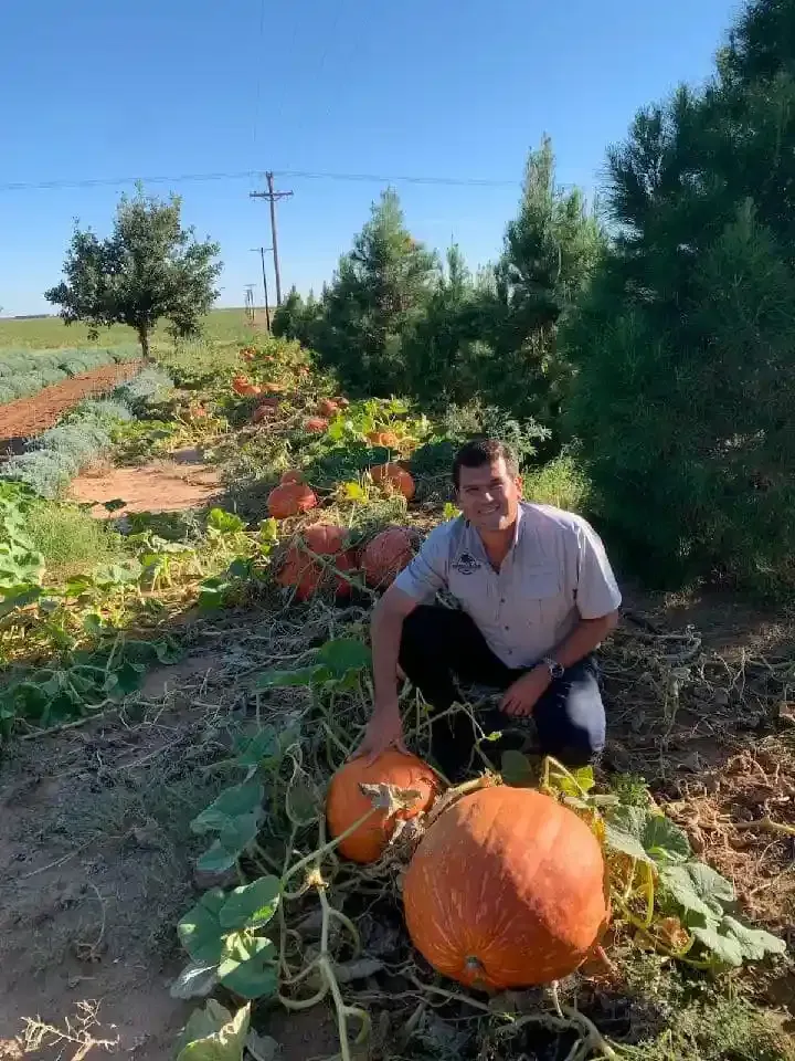 Man kneels in a pumpkin patch beside two large orange pumpkins with vines and trees in the background