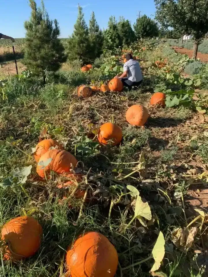 Person sitting in a pumpkin patch among orange pumpkins and green vines on a sunny day