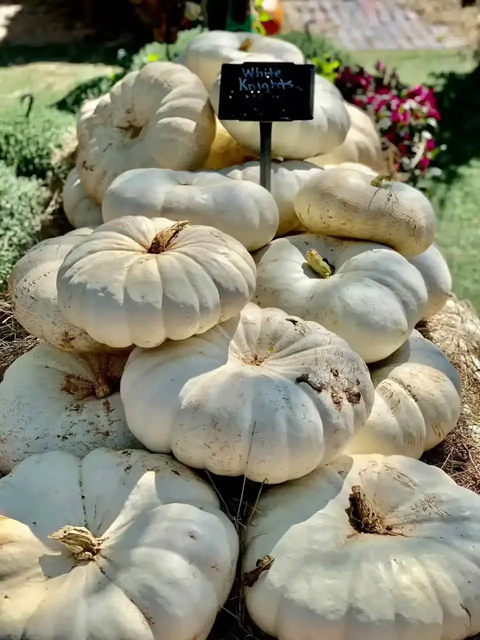 White pumpkins are stacked in a garden display with a small black label sign.