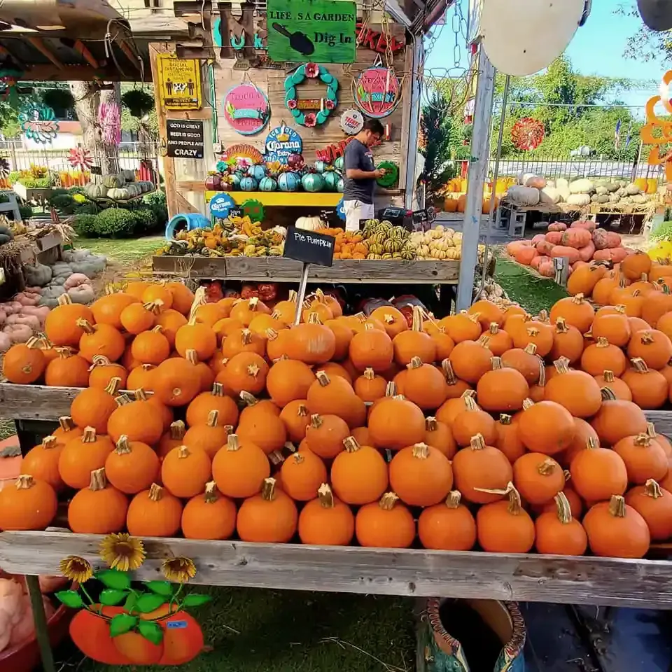 Market stall piled high with orange pumpkins and gourds, with a vendor behind the display.