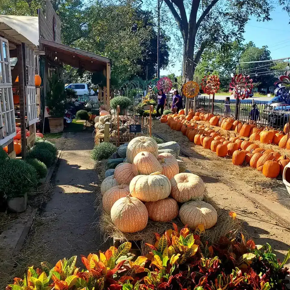Pumpkins stacked along a sunny farm stand walkway, with colorful autumn decorations and potted plants.