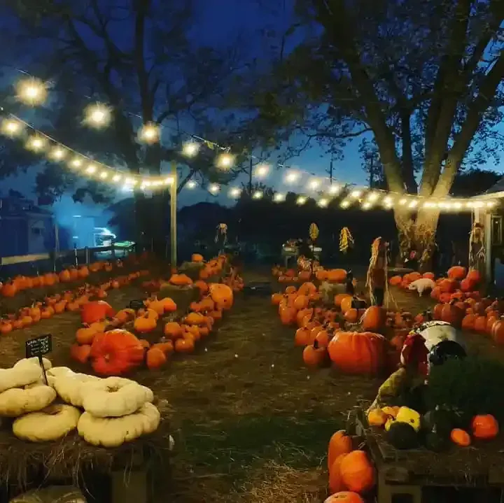Lit pumpkin patch at dusk with orange gourds, white pumpkins, and string lights under trees