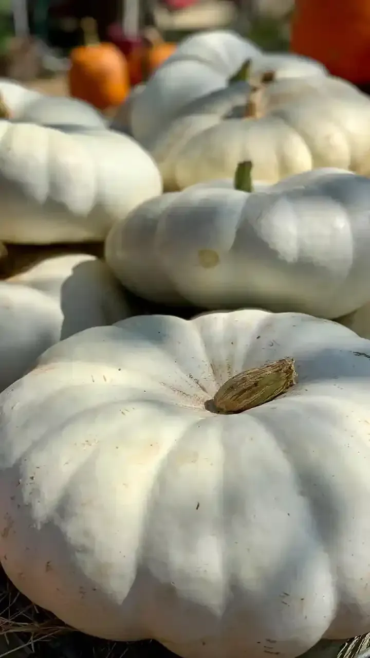 White pumpkins piled together at a market or farm stand