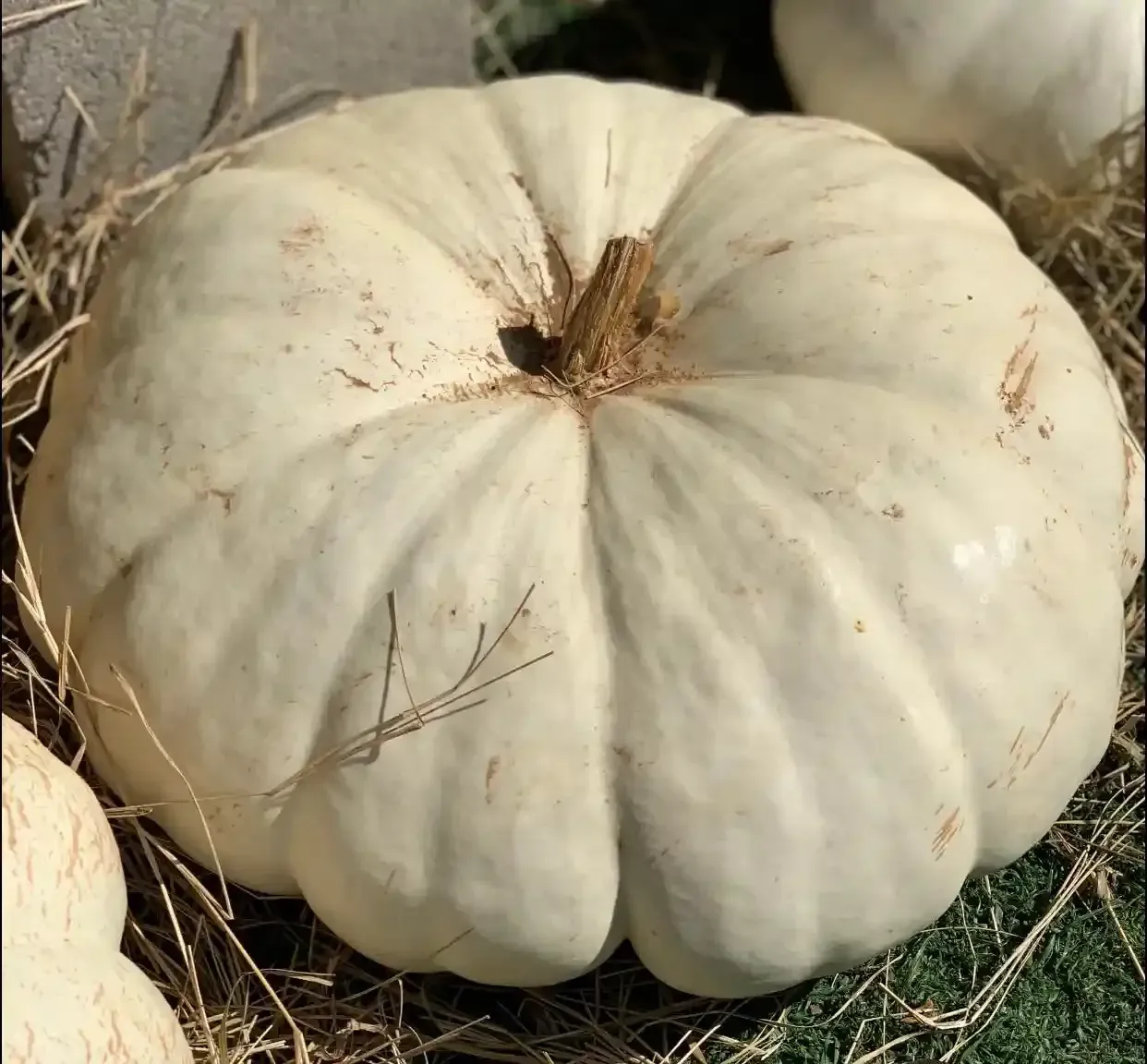 White pumpkin sitting on straw or hay
