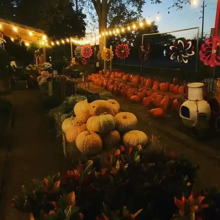 Pumpkins and fall flowers lit by string lights at an outdoor autumn market stall