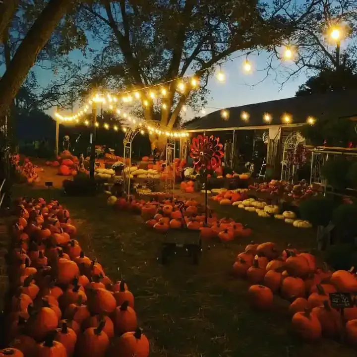 Pumpkin patch at dusk with glowing string lights, trees, and rows of pumpkins along a path