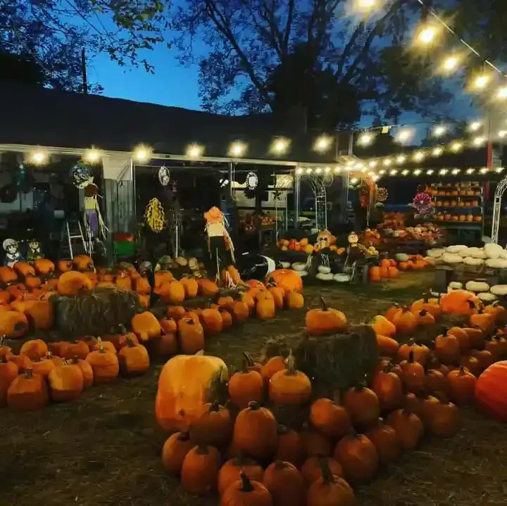 Pumpkin patch at dusk with string lights, rows of pumpkins, and a decorated market stand in the background