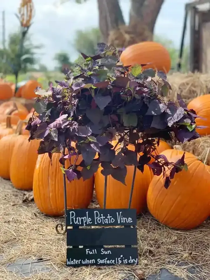 Purple potato vine spilling from orange pumpkins at a fall market display with a small chalkboard sign.
