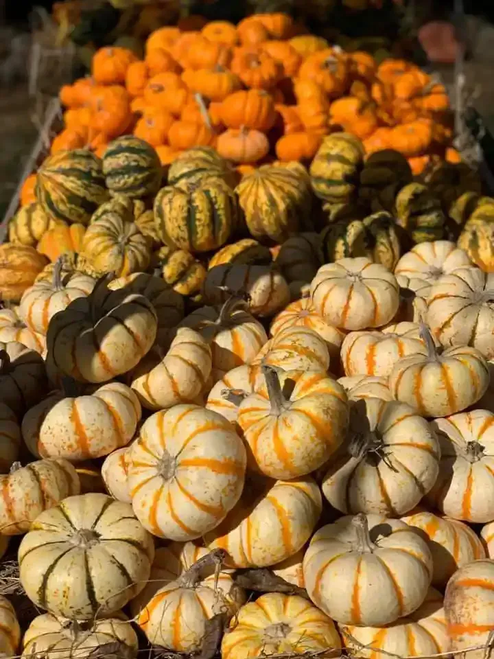 Pile of small striped pumpkins in cream, green, and orange at a market stall