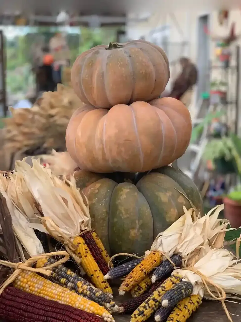 Stacked pumpkins with dried corn husks and multicolored corn at a market display