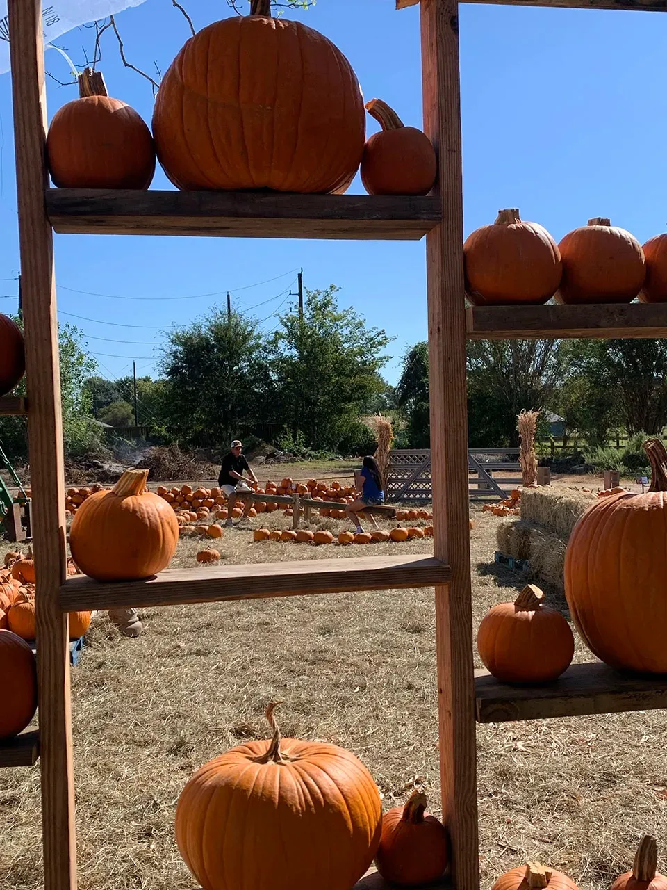 Pumpkins displayed on wooden shelves at a sunny outdoor farm stand with trees in the background