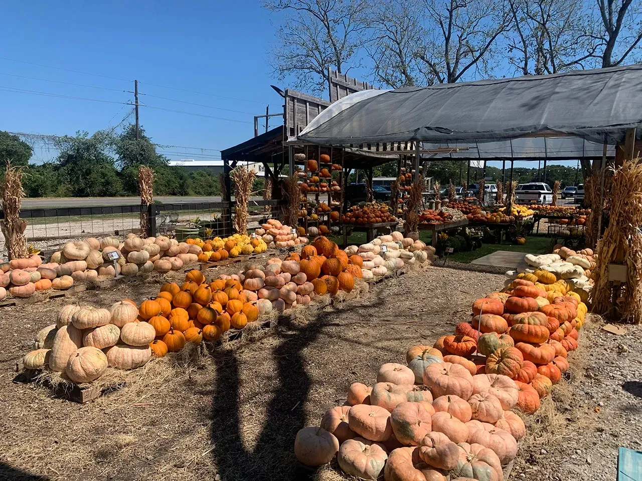 Outdoor market stall with piles of pumpkins and gourds under a canopy in a sunny field