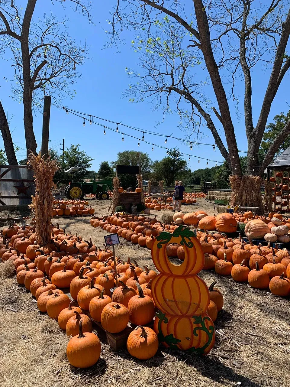 Pumpkin patch with carved jack-o'-lantern sign, scattered pumpkins, and bare trees under a blue sky