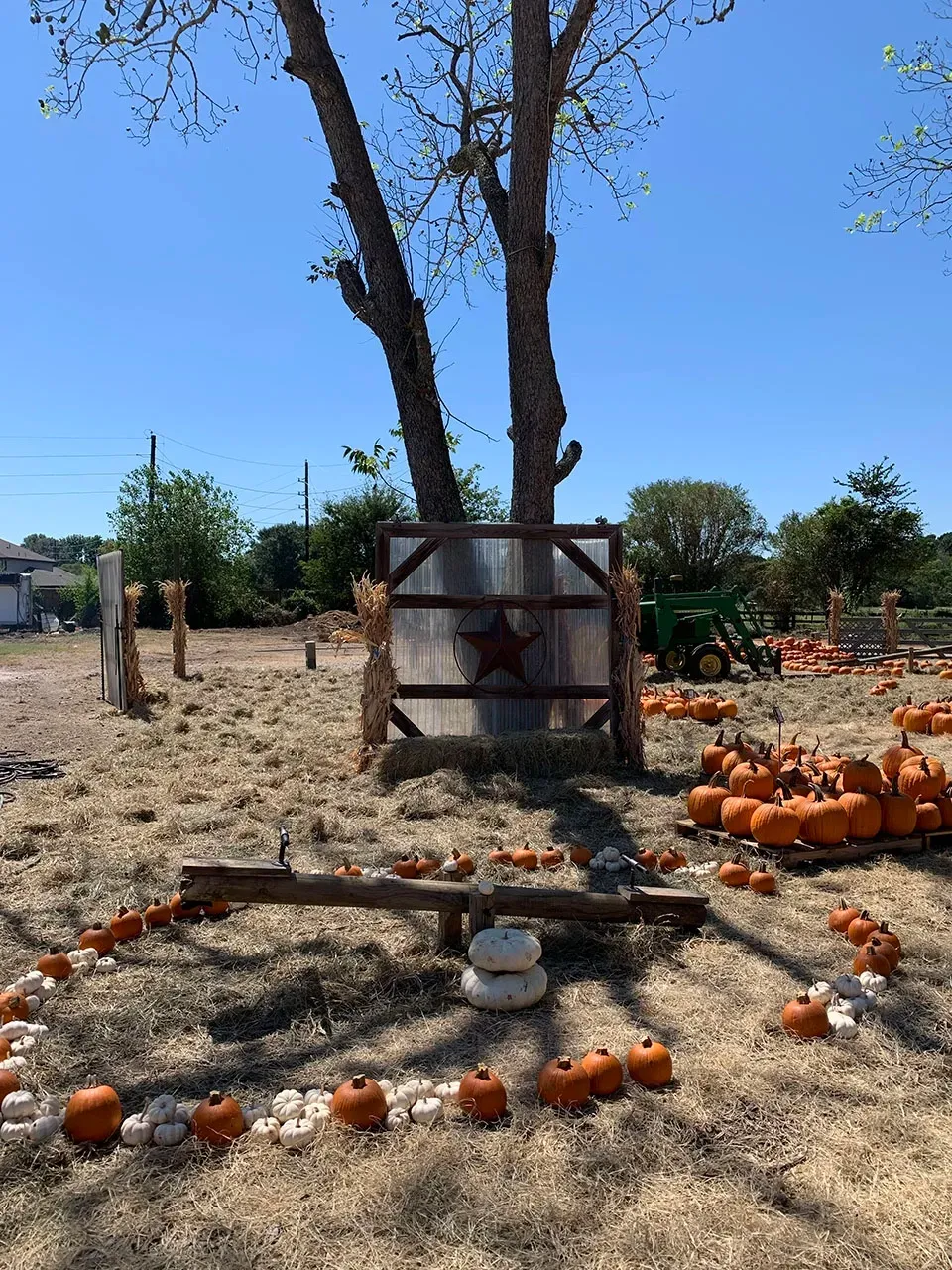 Pumpkin patch with orange pumpkins, a large tree, and a wooden sign under a clear blue sky.