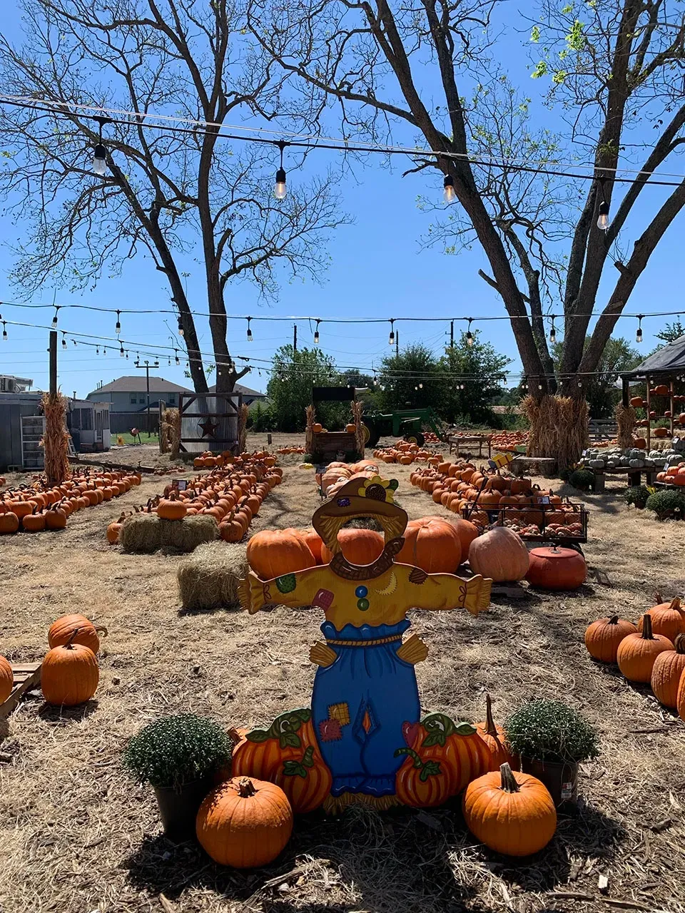 Pumpkin scarecrow decoration in a yard, surrounded by pumpkins and autumn leaves under leafless trees.